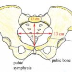 female pelvis